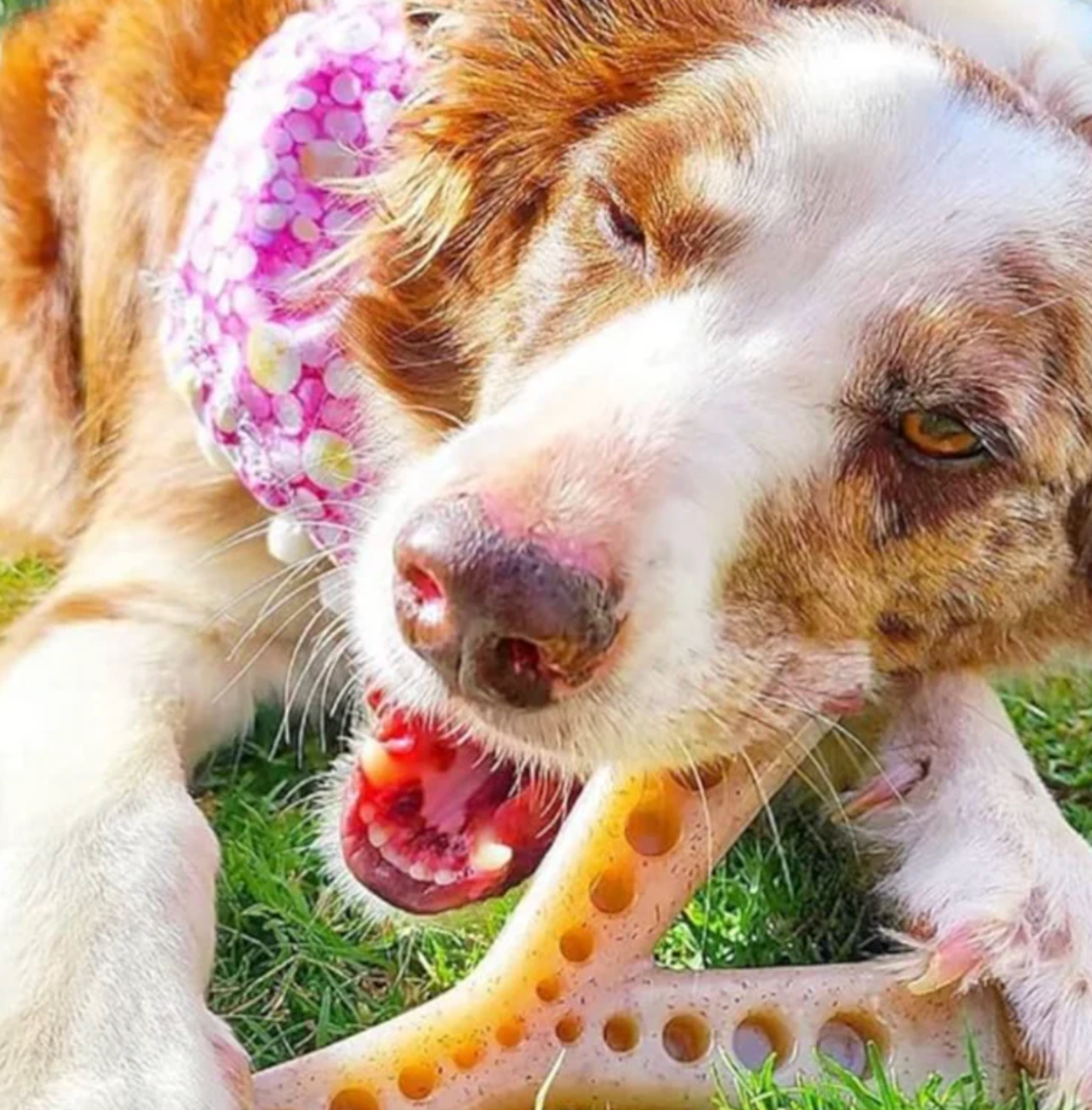 SodaPup MOD Wishbone for Aggressive Chewers