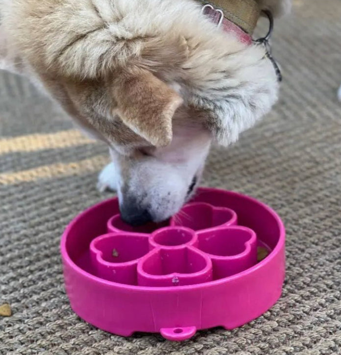 Dog enjoying mealtime with the Flower eBowl