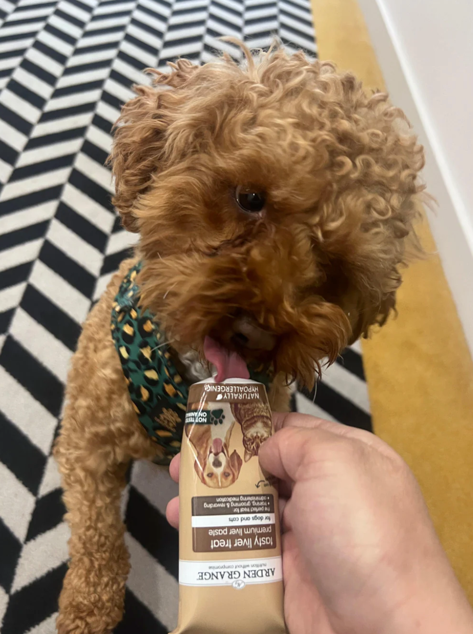 dog licking Arden Grange liver paste as a training treat