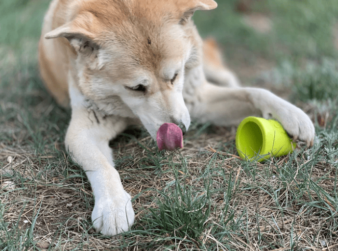 Dog licking treats and food from the SodaPup Flower Pot toy