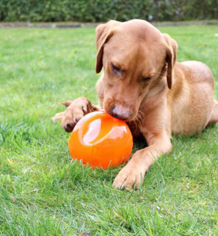 Dog chasing and playing with the Kong Jumbler Ball outdoors