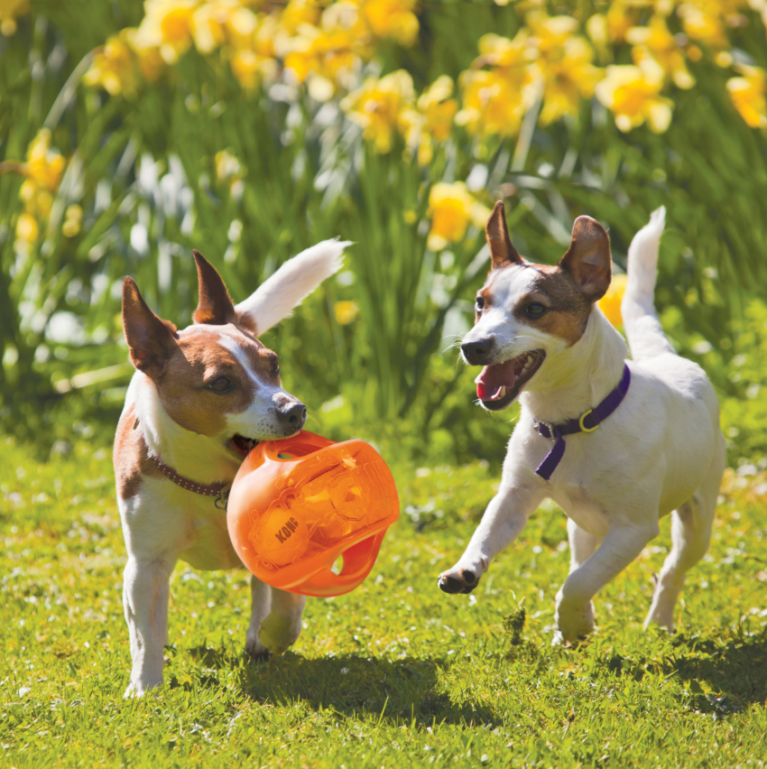 Dogs chasing and playing with the Kong Jumbler Ball outdoors