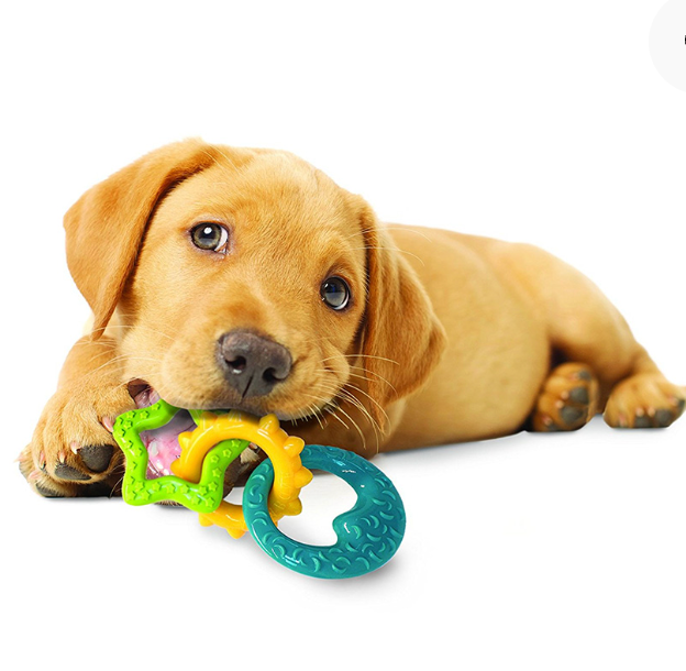 Puppy chewing on Nylabone teething toy