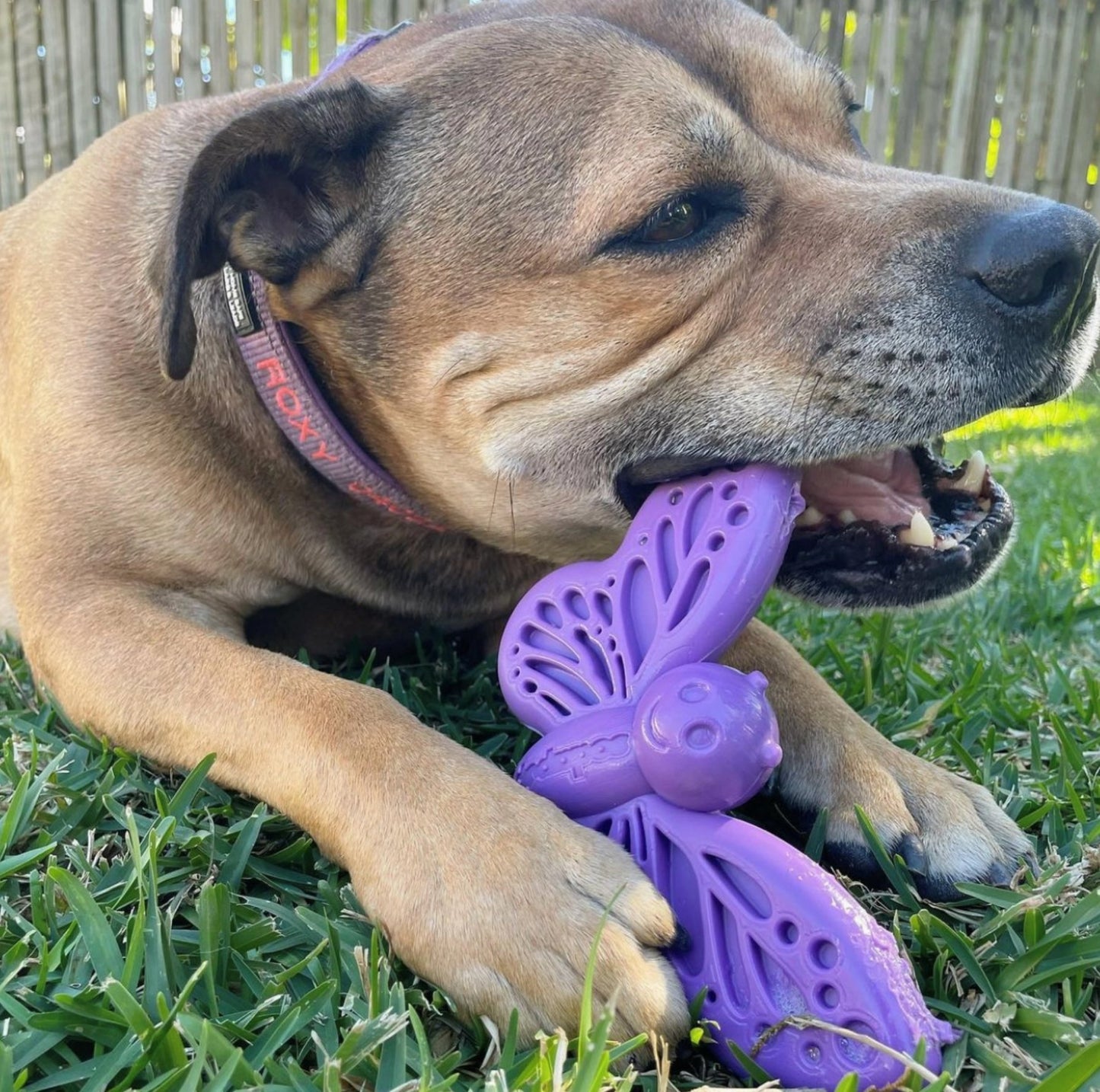 SodaPup Butterfly Nylon Chew & Enrichment Toy - Shallow Feeder - Chewbox Natural Dog Chew - Grain & Gluten Free