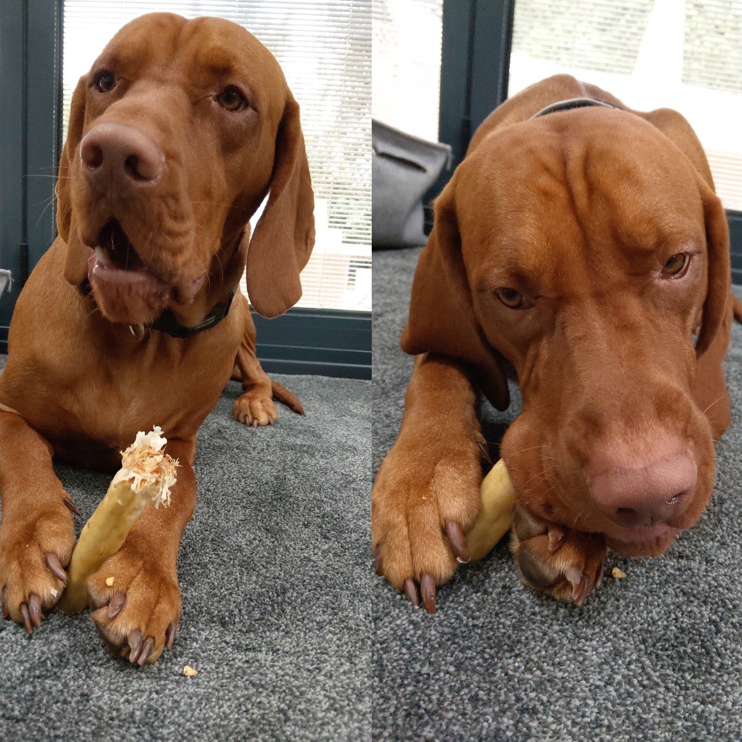 Buffalo Skin Pieces - Chewbox Natural Dog Chew - Grain & Gluten Free