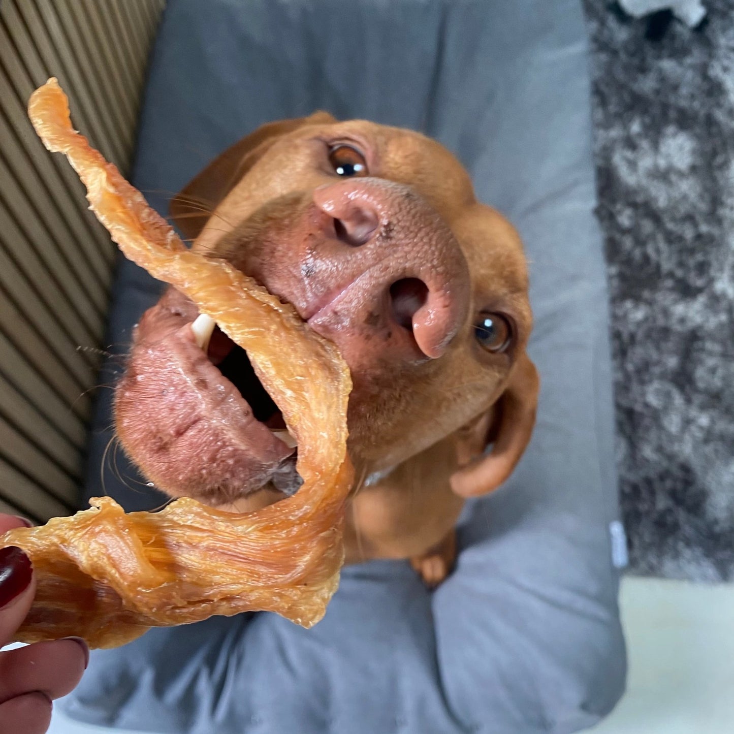 Chicken Breast Jerky - Chewbox Natural Dog Chew - Grain & Gluten Free
