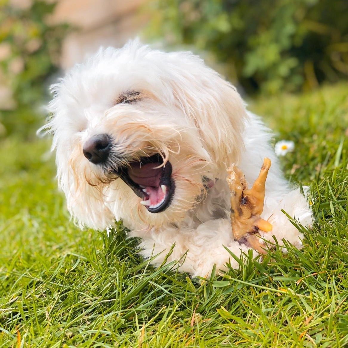 Chicken Feet - Non Puffed - Chewbox Natural Dog Chew - Grain & Gluten Free