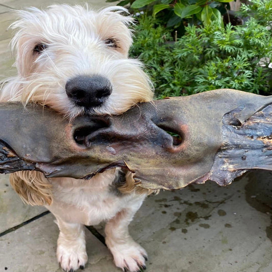 Cow Noses - Chewbox Natural Dog Chew - Grain & Gluten Free