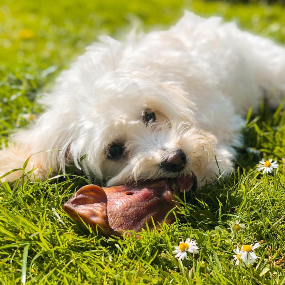 Iberian Pig Ears - Chewbox Natural Dog Chew - Grain & Gluten Free