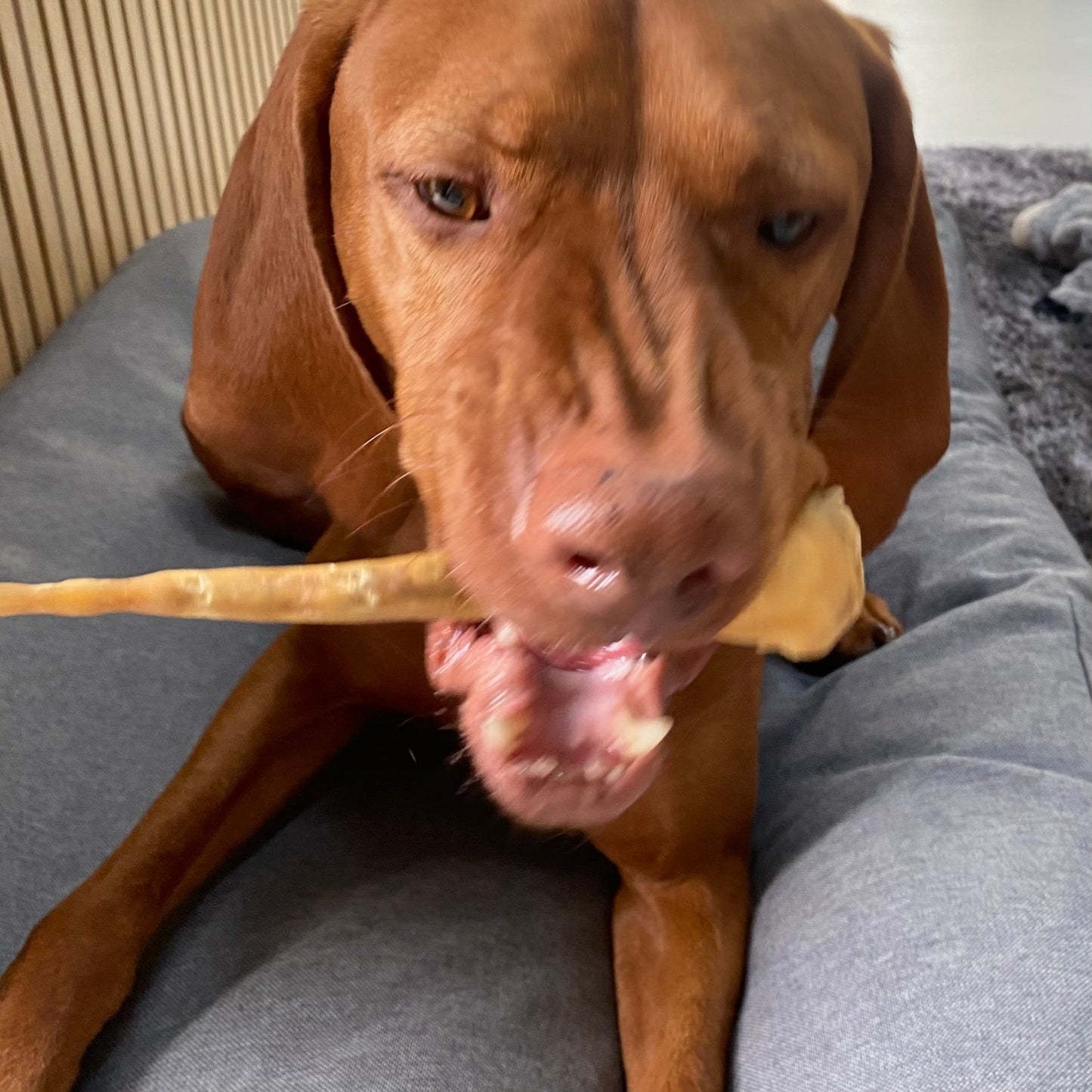 Lamb Tails - Chewbox Natural Dog Chew - Grain & Gluten Free