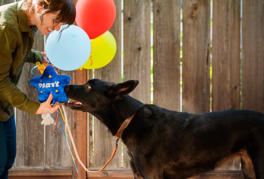 Party Time Best Day Ever Balloon Plush Dog Toy - Chewbox Natural Dog Chew - Grain & Gluten Free