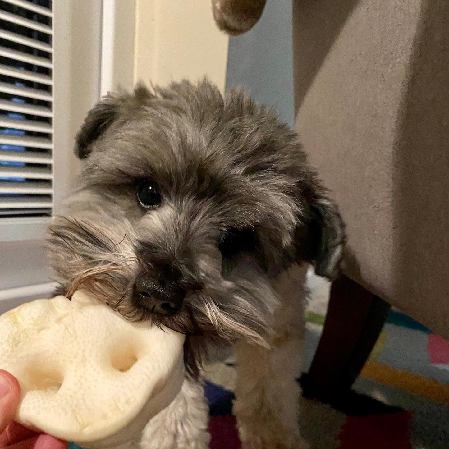 Puffed Pig Snouts - Chewbox Natural Dog Chew - Grain & Gluten Free