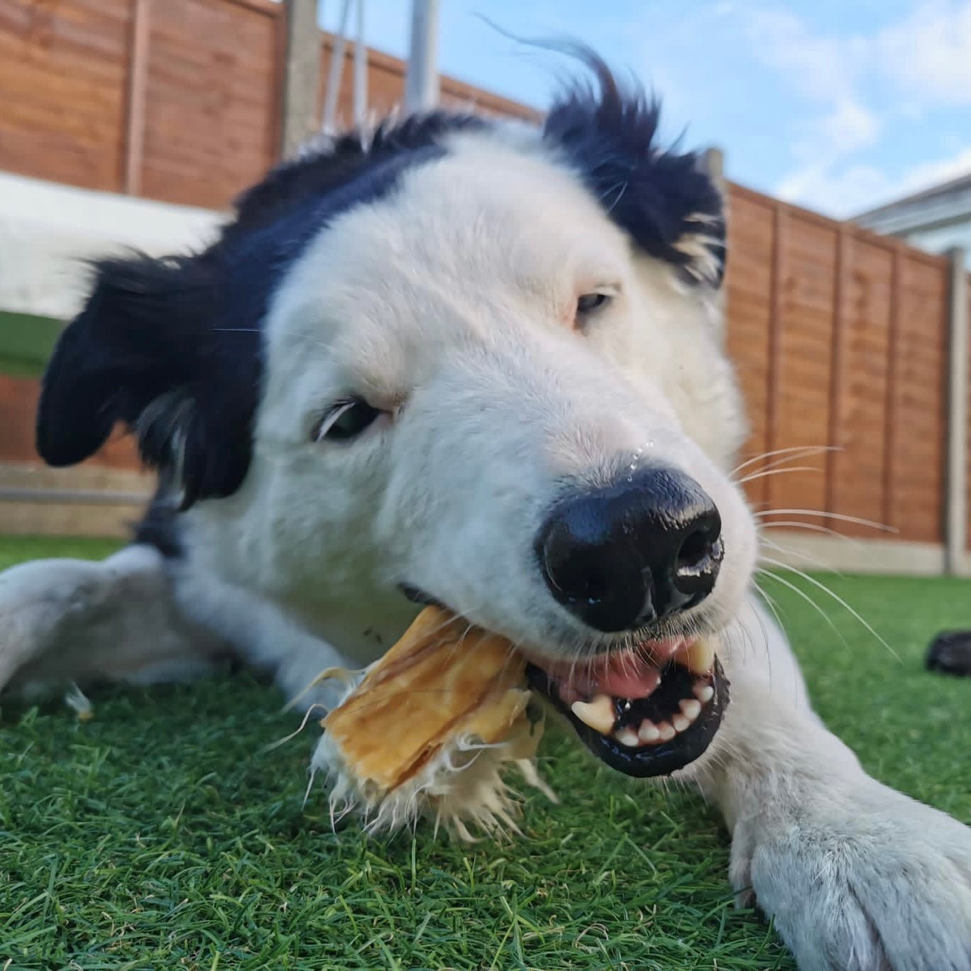 Rabbit Skin Slices with Fur - Chewbox Natural Dog Chew - Grain & Gluten Free