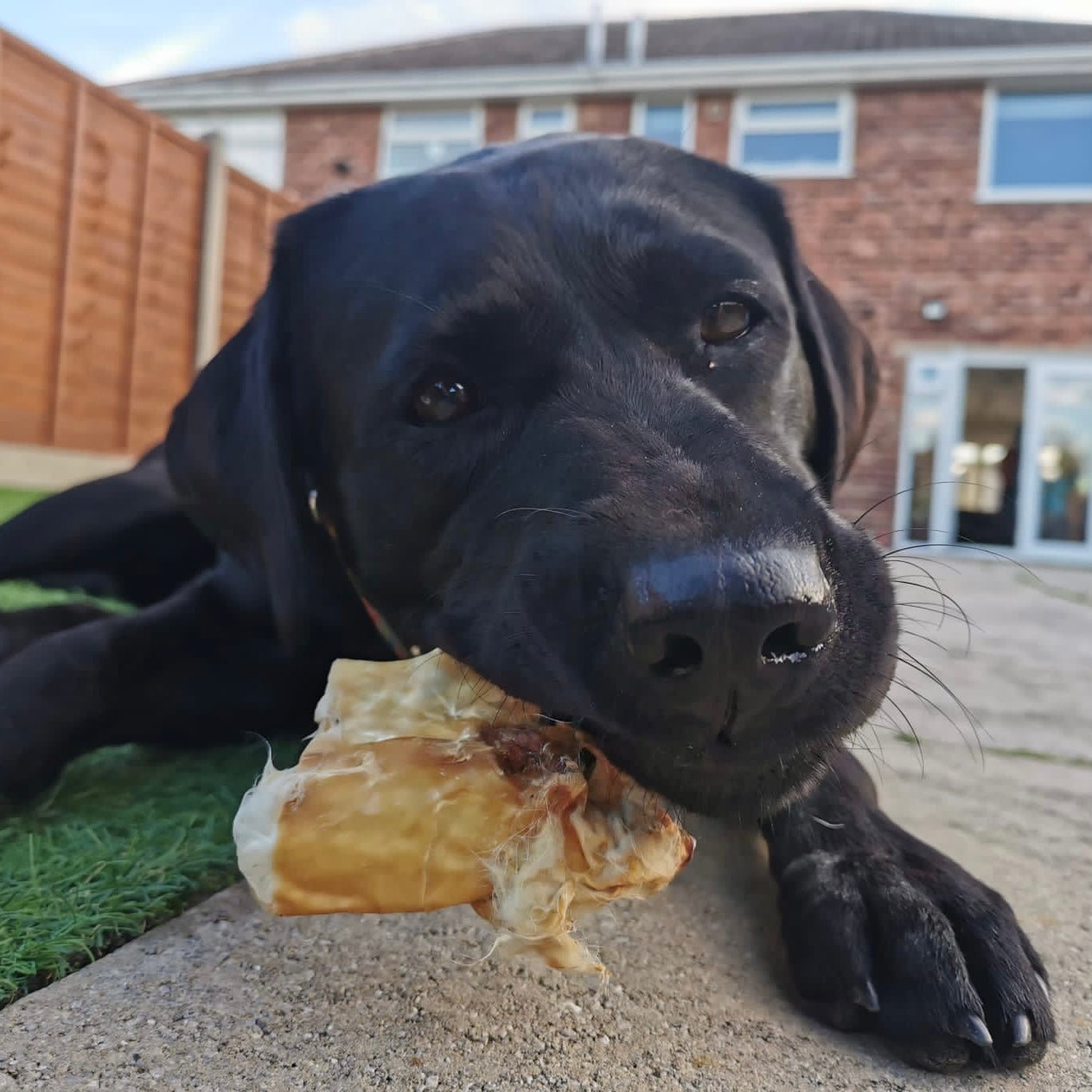 Rabbit Skin Slices with Fur - Chewbox Natural Dog Chew - Grain & Gluten Free