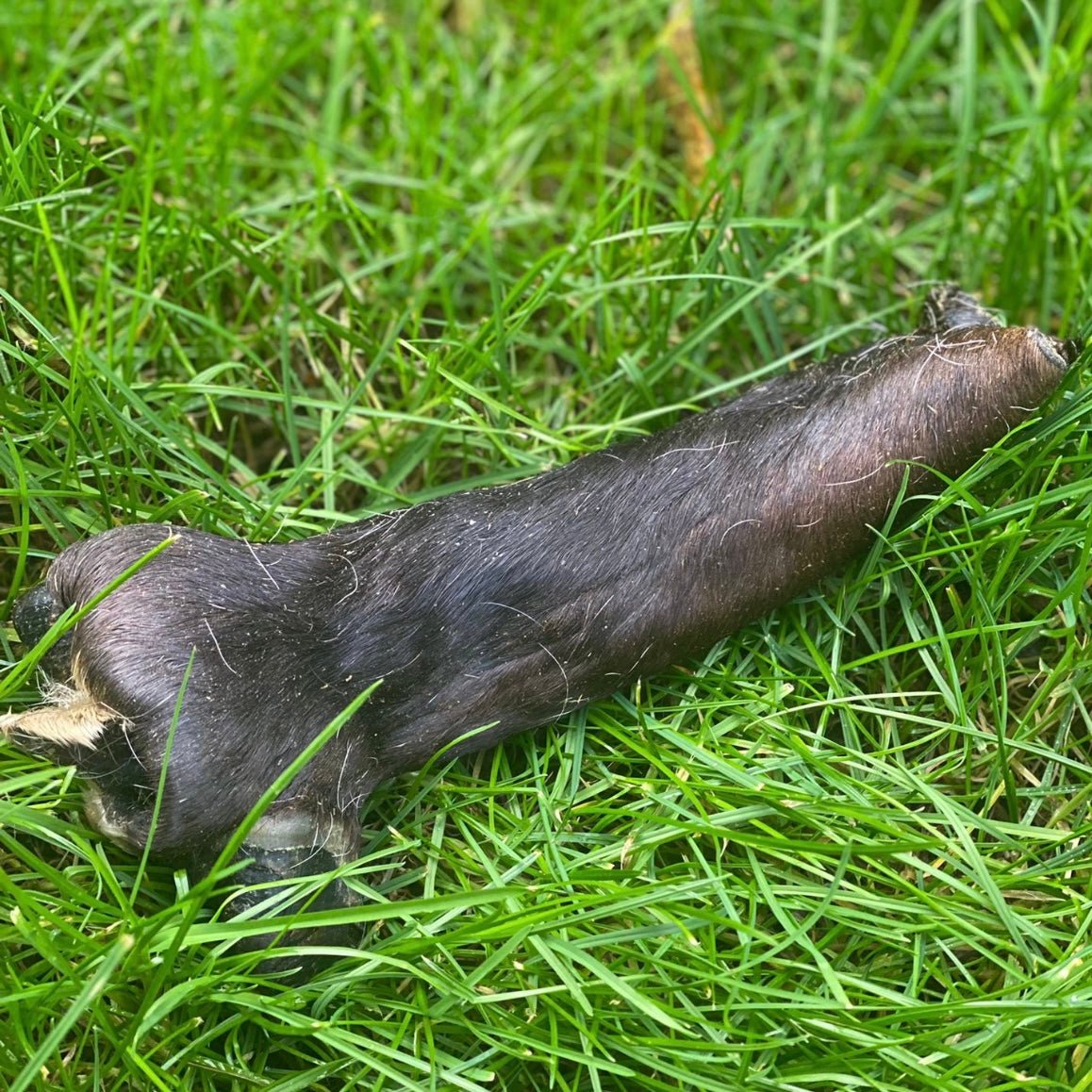 Rolled Beef Dew Claw with Fur - Chewbox Natural Dog Chew - Grain & Gluten Free