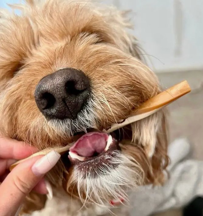 Vegetarian Fruit & Veg Straws - Chewbox Natural Dog Chew - Grain & Gluten Free