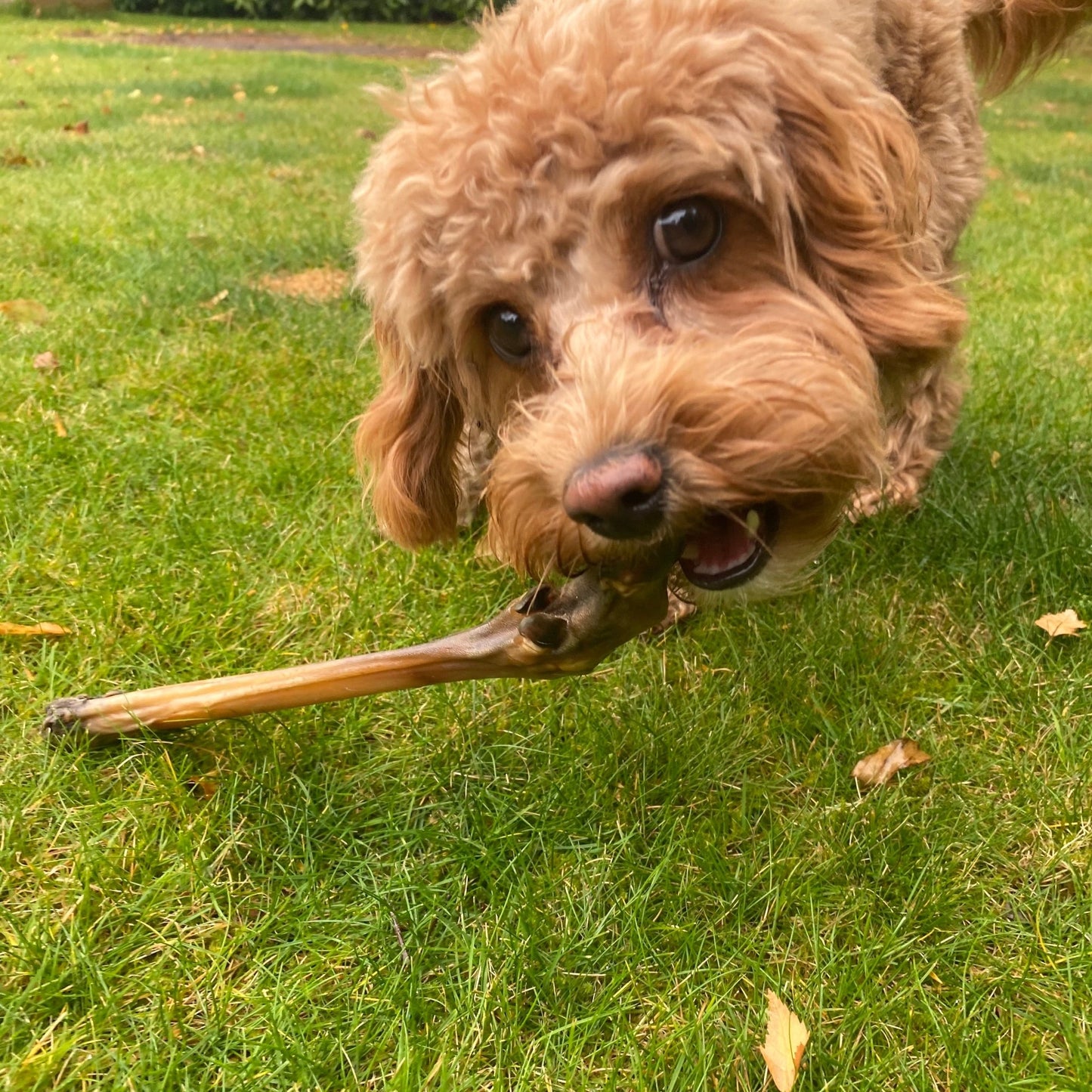 Venison Leg - Fur or No Fur - Chewbox Natural Dog Chew - Grain & Gluten Free