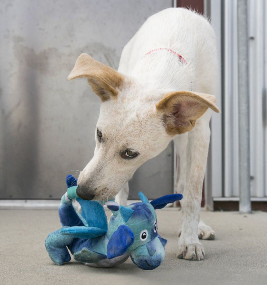 KONG Dragon Knots Rope Dog Toy - Dogs Go Shop