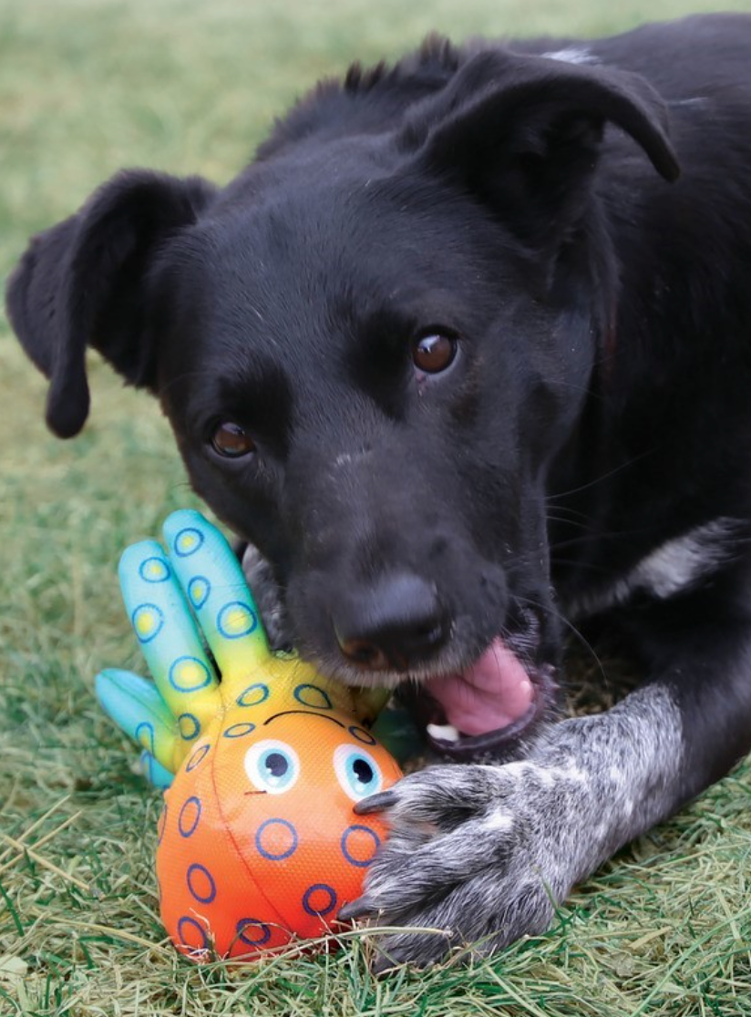 KONG Tropics Shieldz Frog