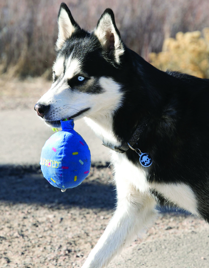 KONG Occasions Happy Birthday (Big Balloon)