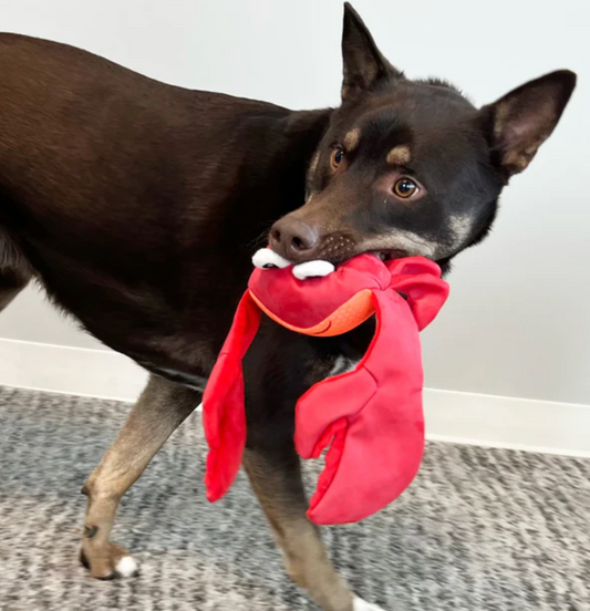 KONG Shimmy Shakers Crab