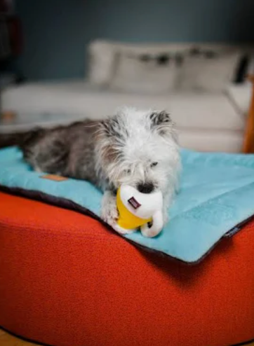 Hollywoof Hoppy Hound Dog Brew