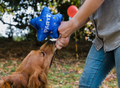 P.L.A.Y Best Time Ever Party Star Plush Dog Toy - Dogs Go Shop