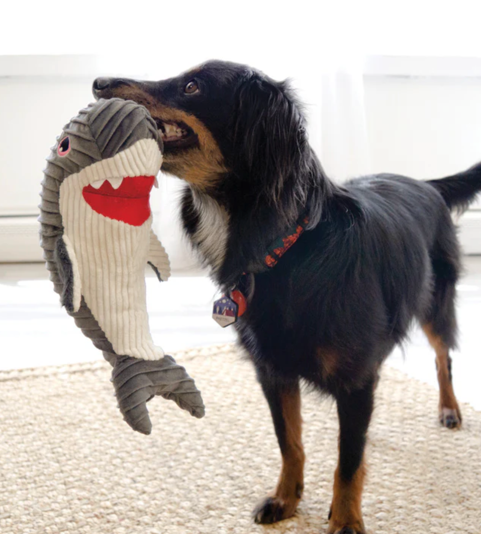 KONG CuteSeas Shark Plush Dog Toy - Dogs Go Shop