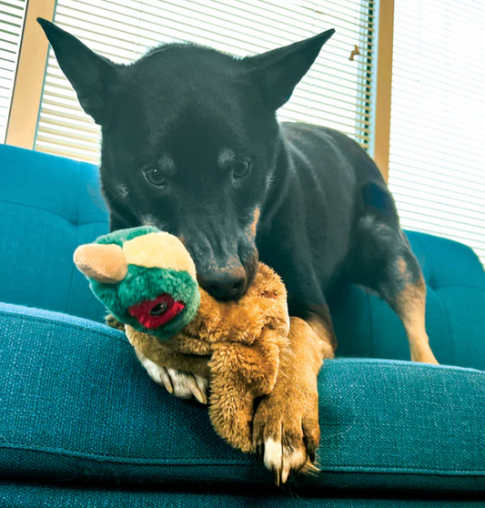 KONG Low Stuff Wild Pheasant