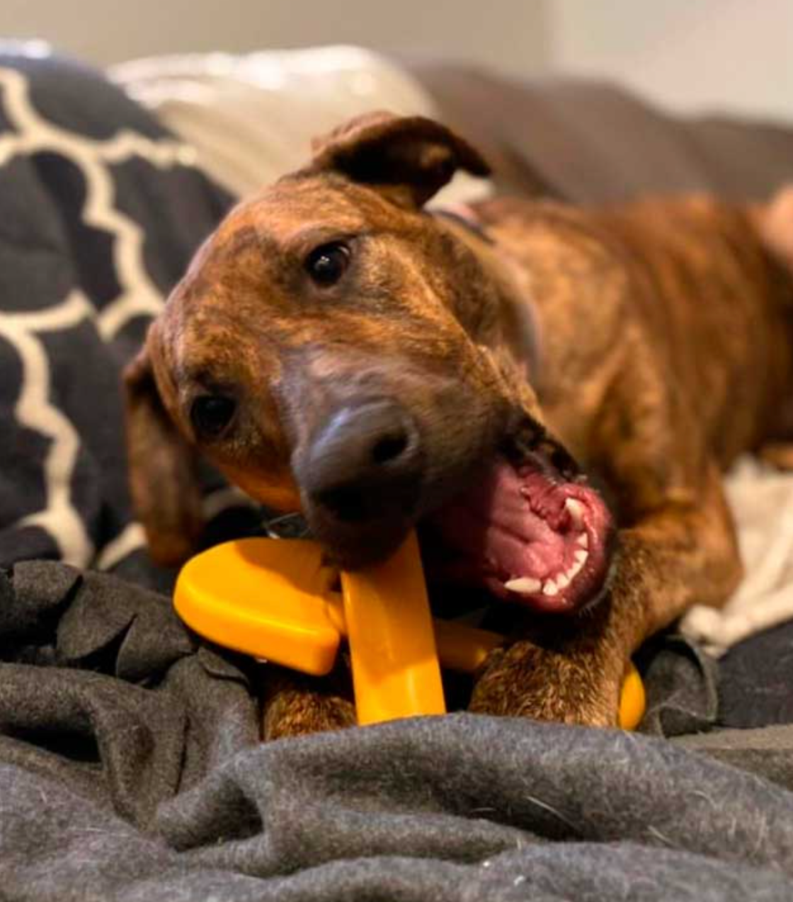 SodaPup Industrial Shovel