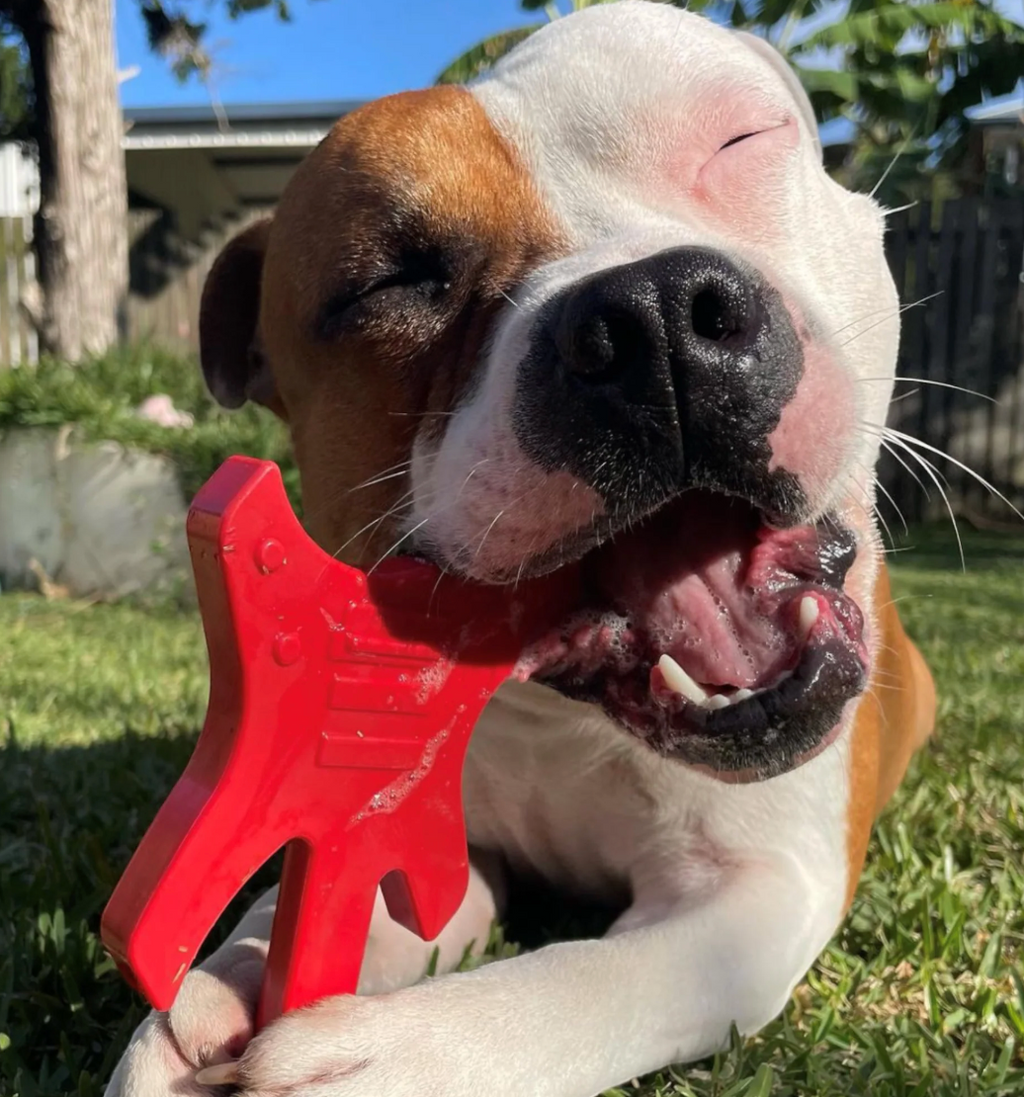 SodaPup Guitar Treat Dispenser Toy - Dogs Go Shop