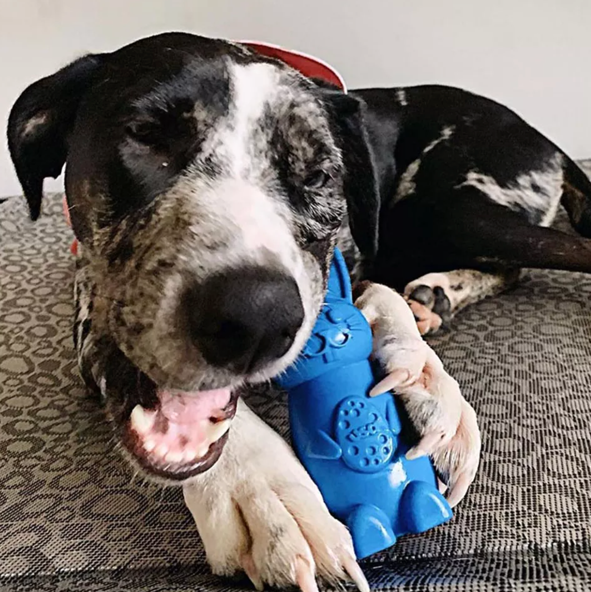 SodaPup Tough Bunny Chew and Enrichment Toy