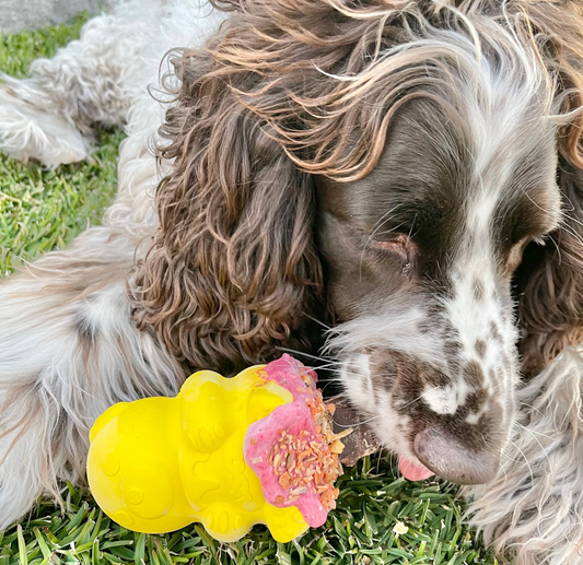 Sodapup Honey Bear Chew and Treat Dispenser