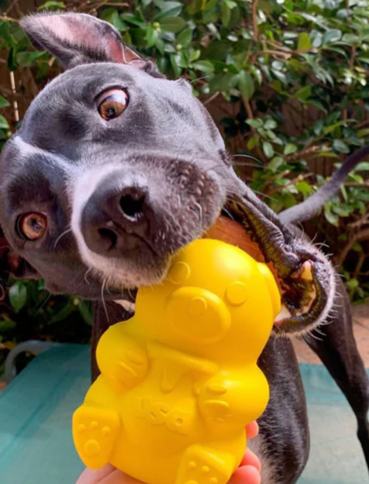 Sodapup Honey Bear Chew and Treat Dispenser