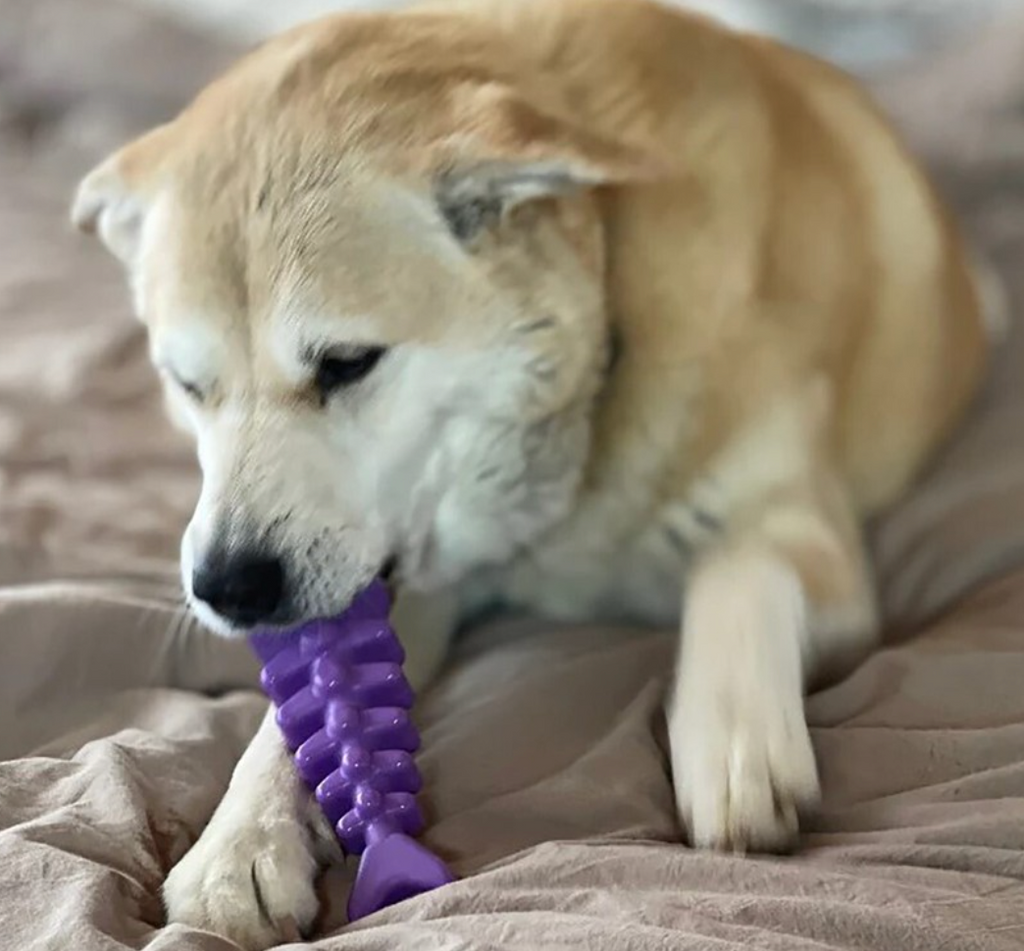 SodaPup Fishbone Chew Toy for Aggressive Chewers - Dogs Go Shop