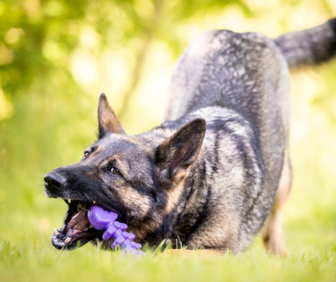 SodaPup Fishbone Chew Toy for Aggressive Chewers - Dogs Go Shop