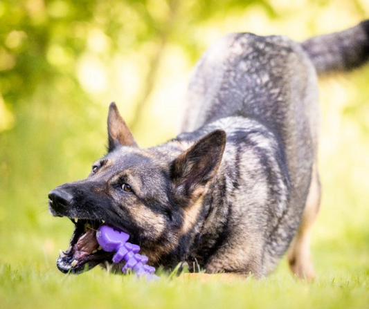 SodaPup Fishbone for Aggressive Chewers