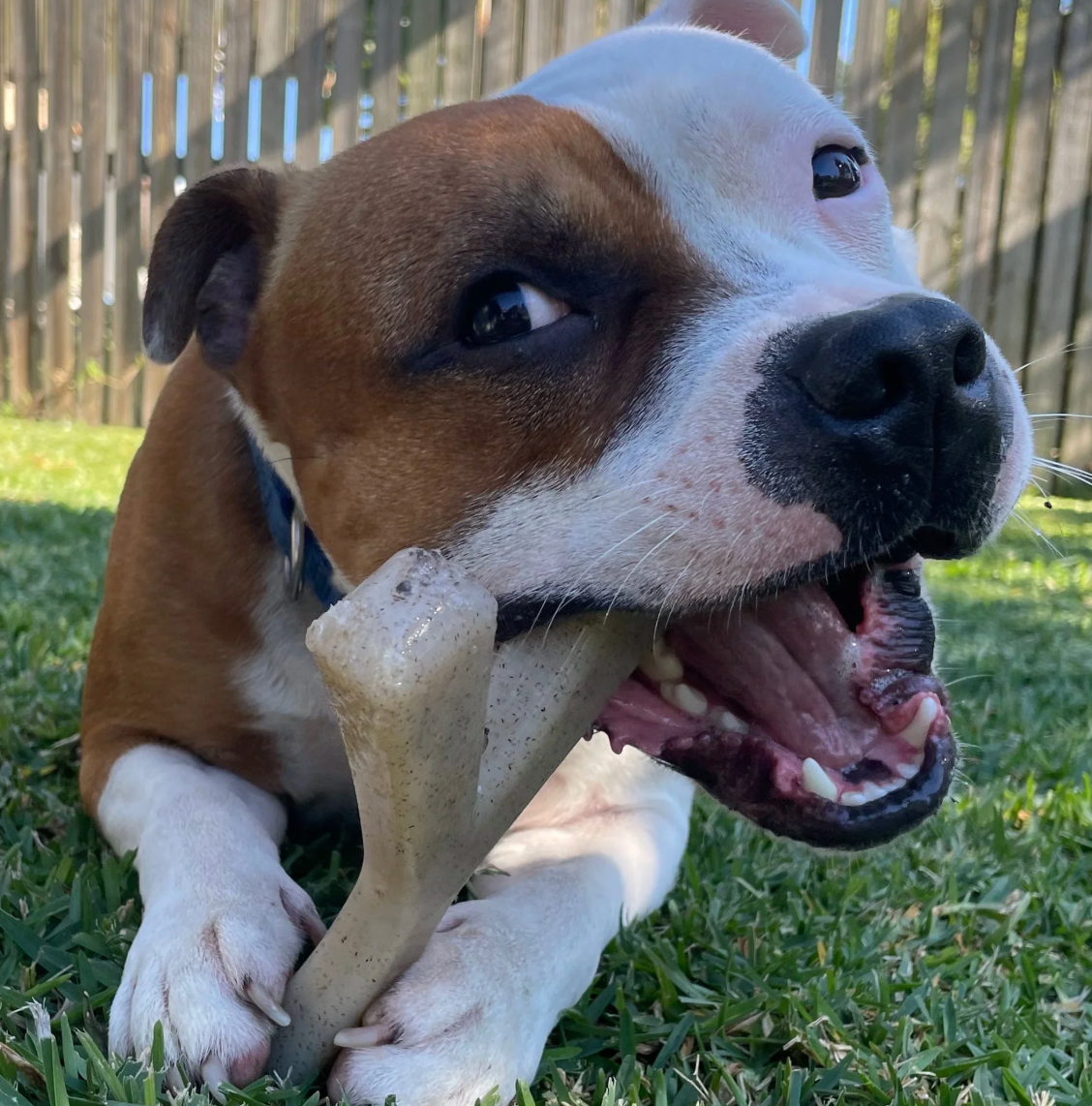 SodaPup MOD Wishbone for Aggressive Chewers