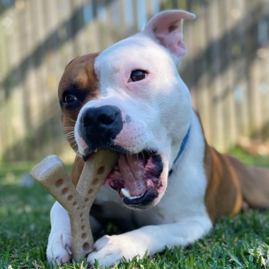 SodaPup MOD Wishbone for Aggressive Chewers
