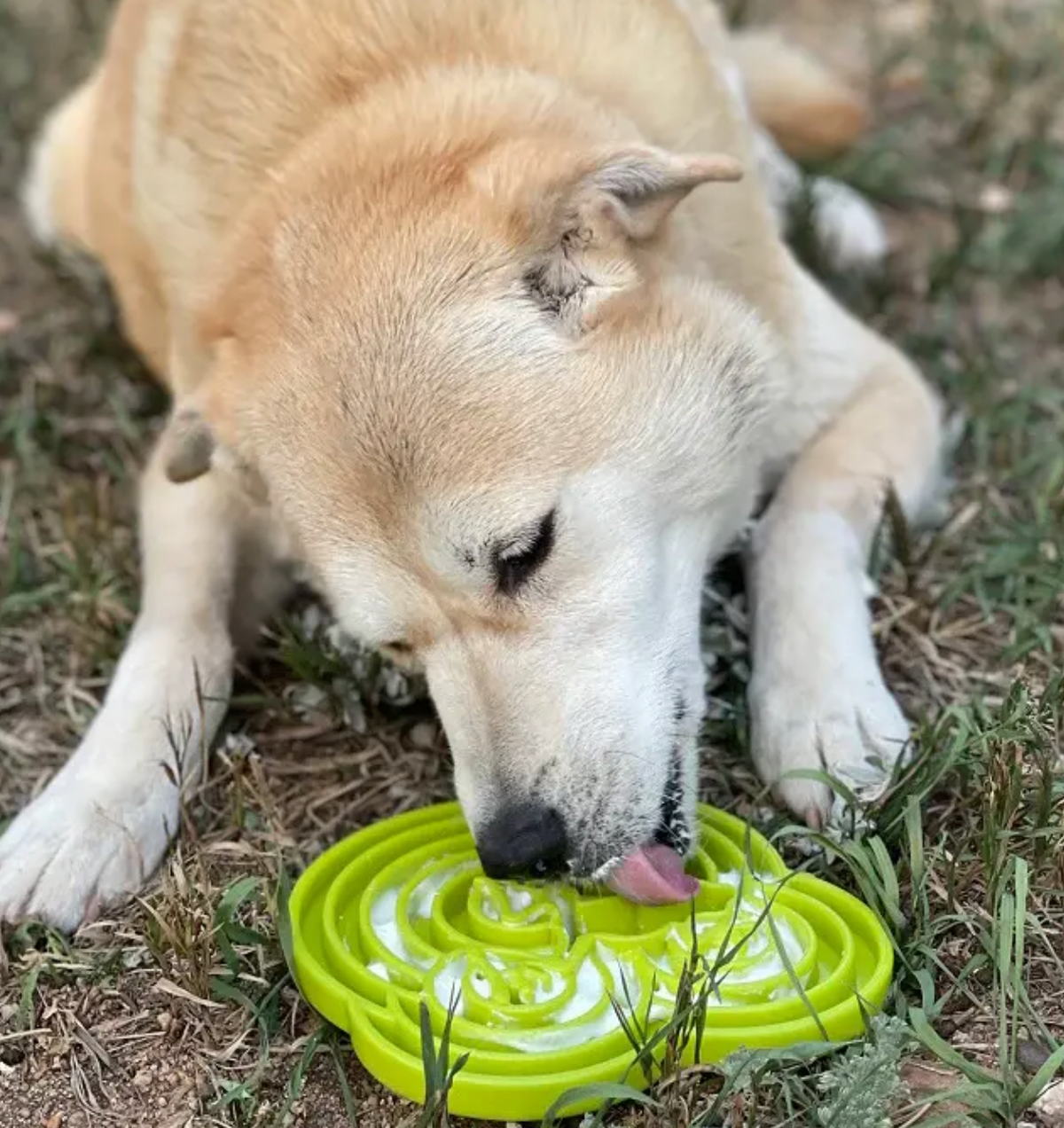 SodaPup Waterfrog Slow Feeder Lick Mat - Dogs Go Shop