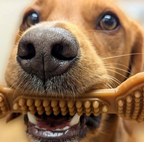 Vegetarian Bundle Box - Dogs Go Shop Natural Dog Chews - Grain & Gluten Free