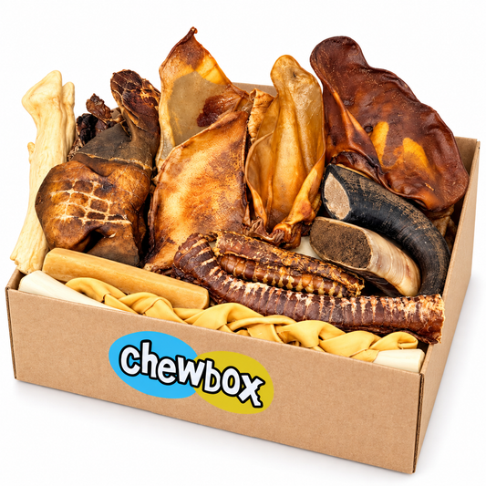 Boredom Busters Chewbox
