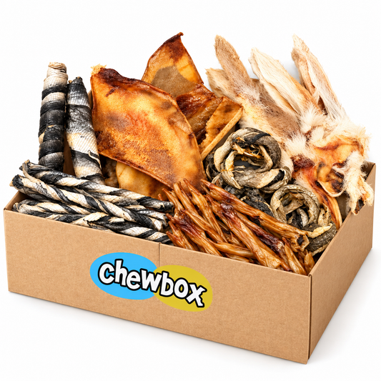 Skin & Coat Chewbox