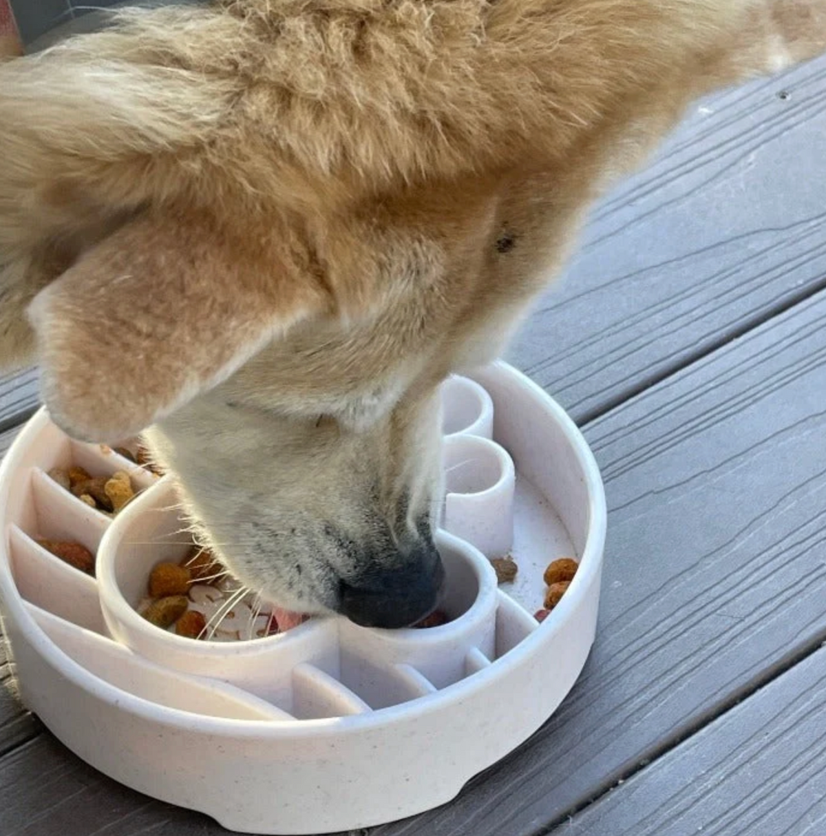 Dog foraging for food in puzzle-style slow feeder bowl