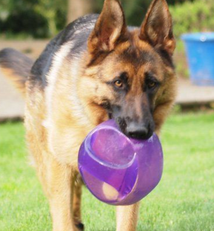 Dog playing with the Kong Jumbler Ball outdoors