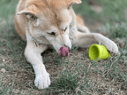 Dog licking treats and food  from the SodaPup Flower Pot toy