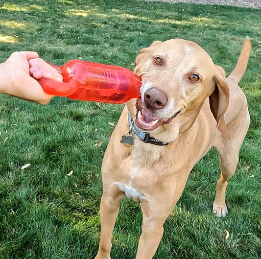 Dog playing tug-of-war with the KONG Jumbler Tug Bone