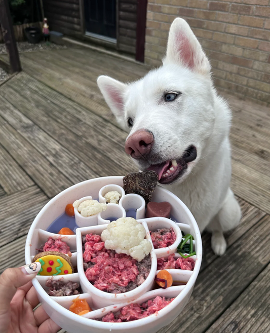 Dog eating from Java eBowl during calm mealtime