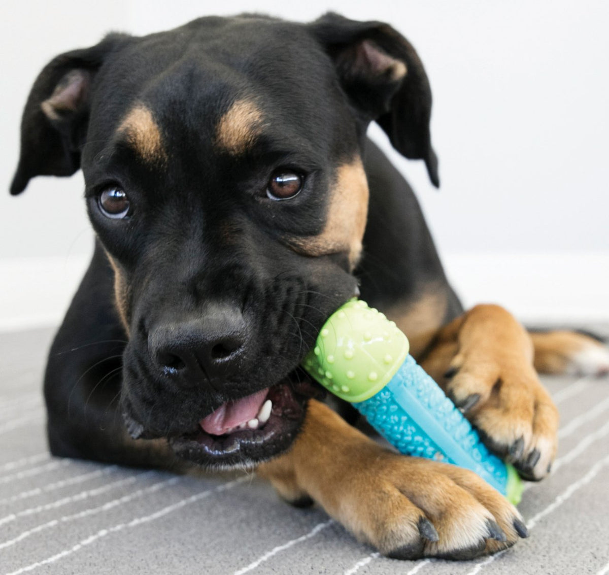 KONG CoreStrength Bone Medium/Large - Dogs Go Shop Dog Toy