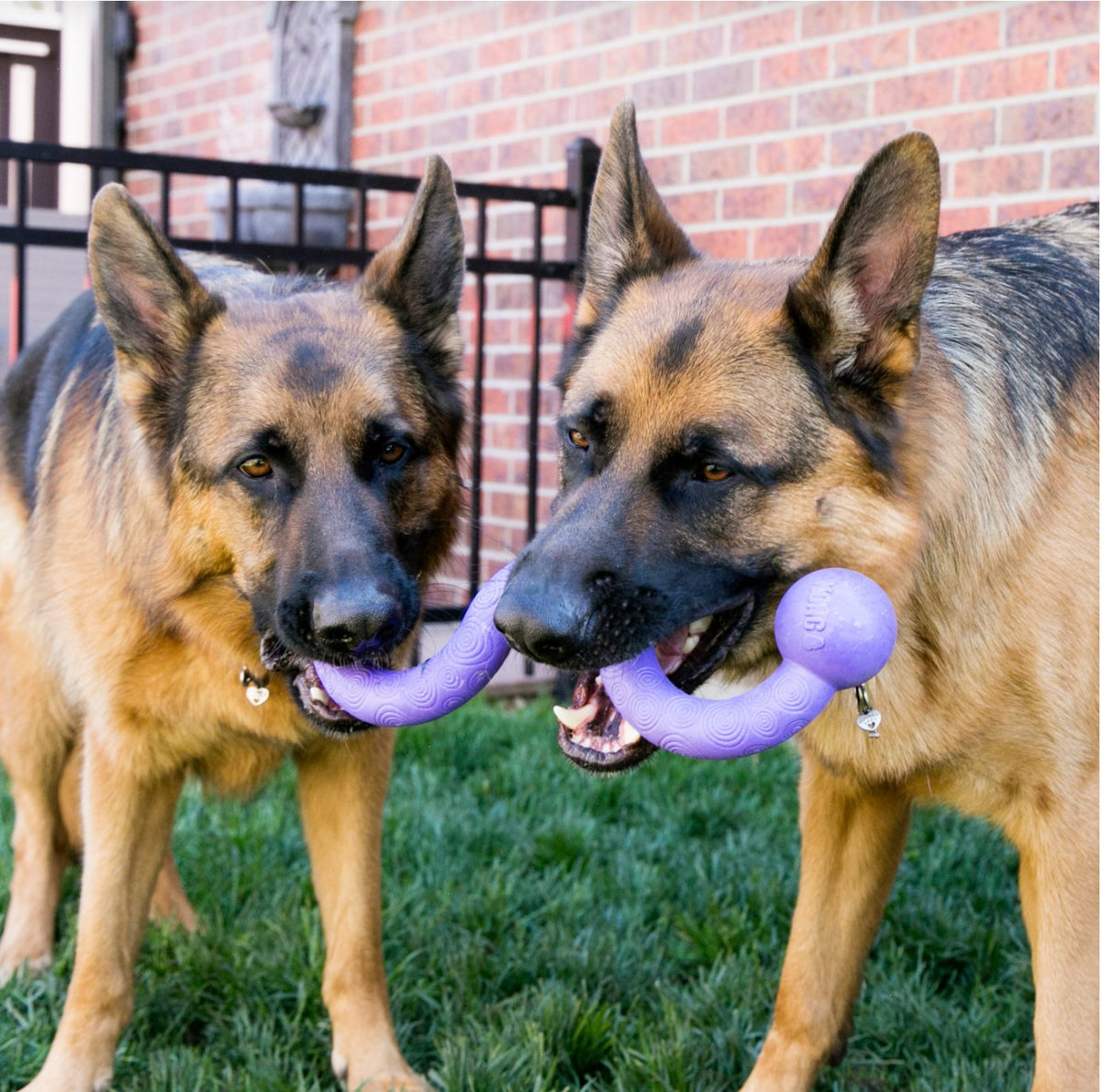 KONG Ogee Stick Large - Dogs Go Shop Dog Toy